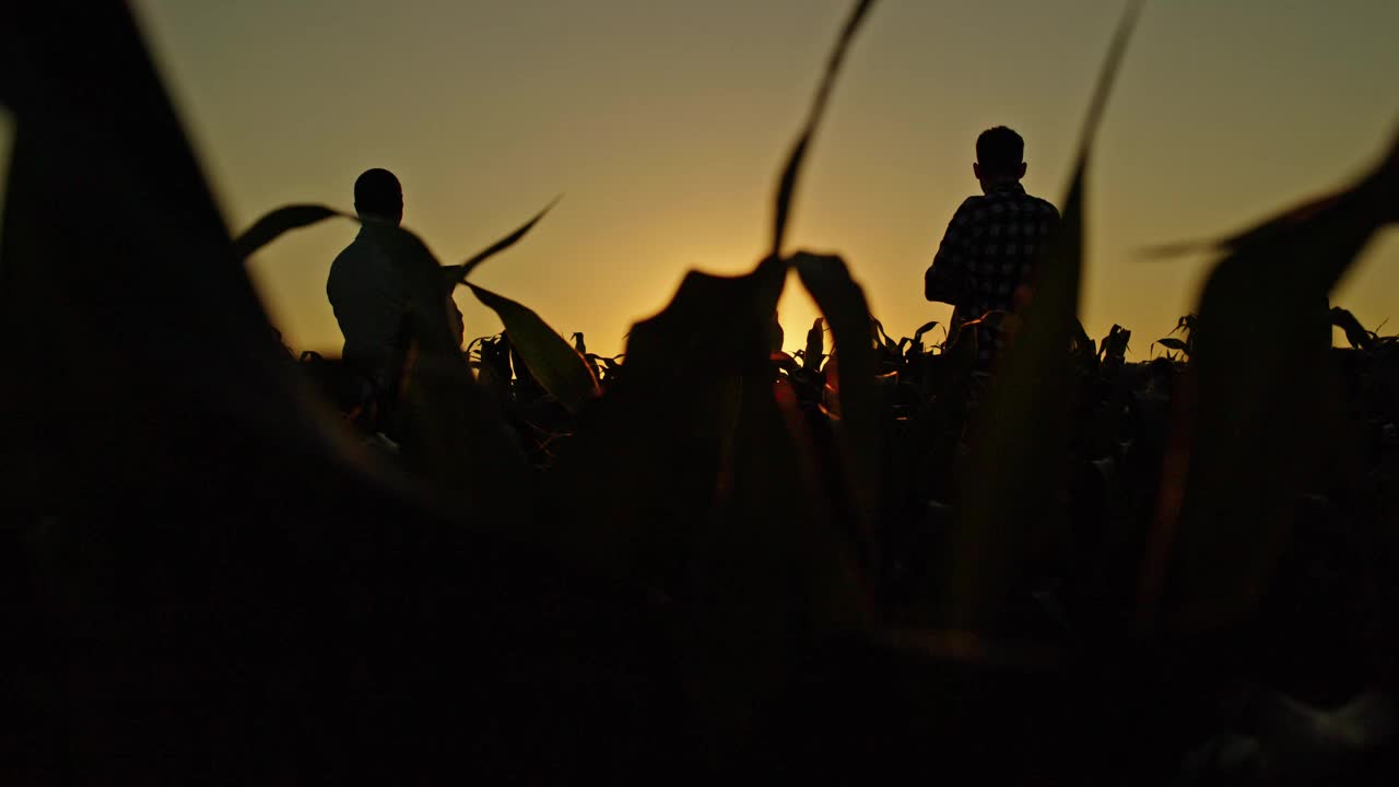 两个自信的农民在玉米地里欣赏日落。视频下载