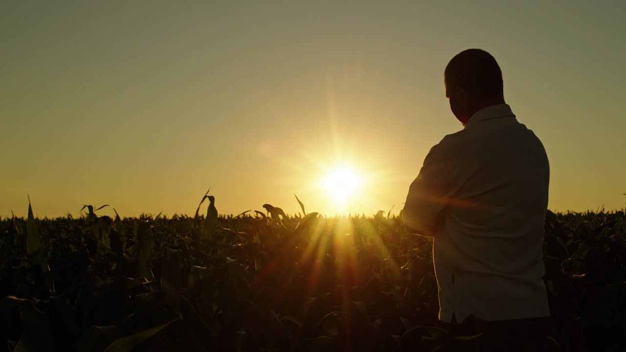 一个自信的年轻人正欣赏着玉米地上的夕阳视频素材