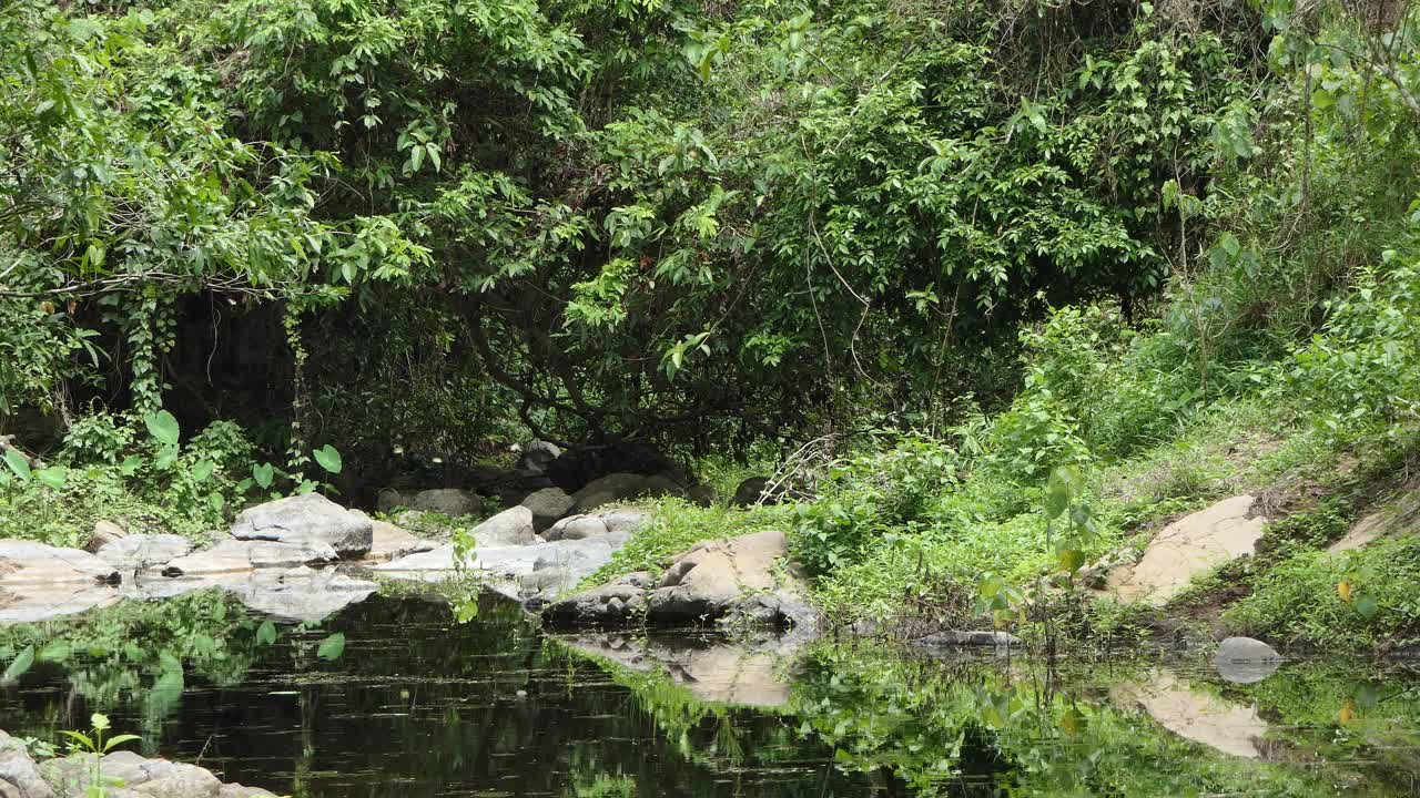一群蝴蝶在热带雨林的小溪中飞翔。视频下载