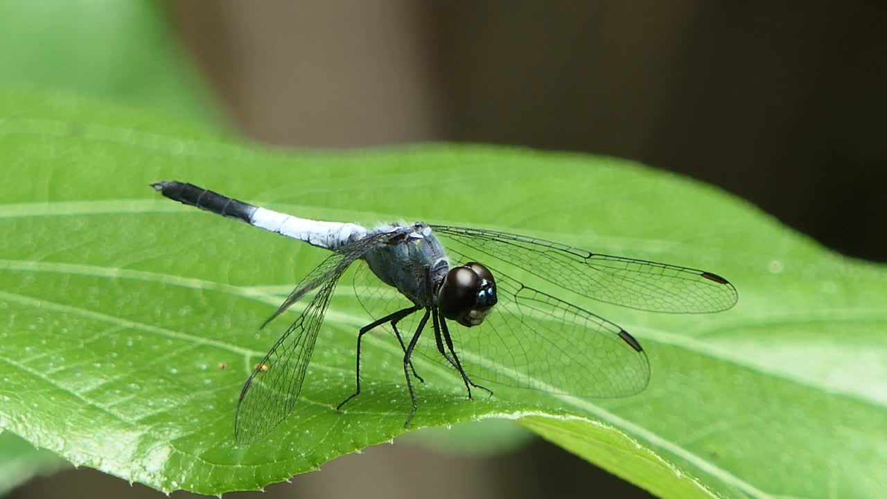 热带雨林中叶上的黑尾蜻蜓。视频下载