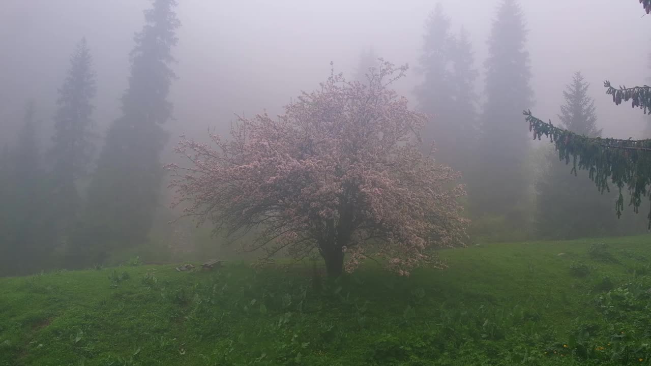 孤独的野生开花树苹果树在雾蒙蒙的春天的山上，背景是高大的云杉树。哈萨克斯坦阿拉木图的天山山脉视频下载