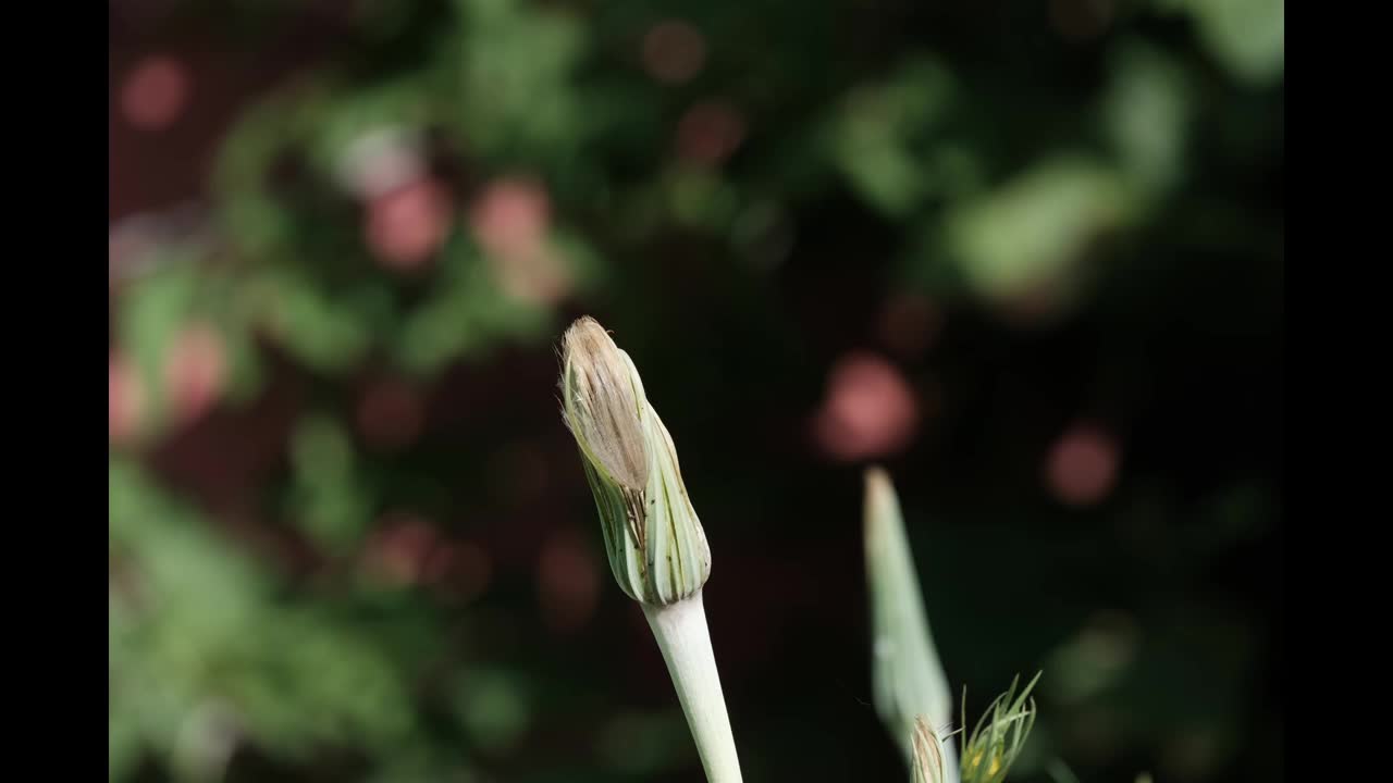 百合花绽放，时光流逝视频下载