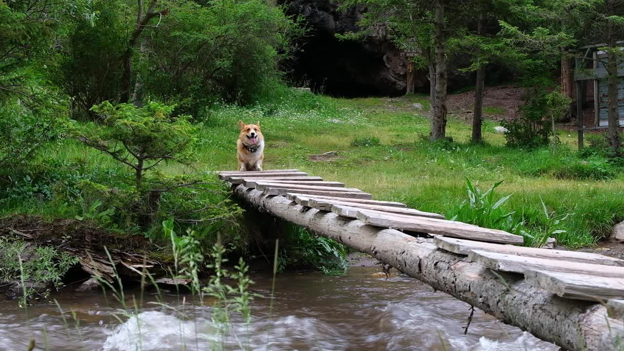 在哈萨克斯坦阿拉木图地区的科默什山峡谷，一只红色柯基犬在河附近的桥上。视频下载