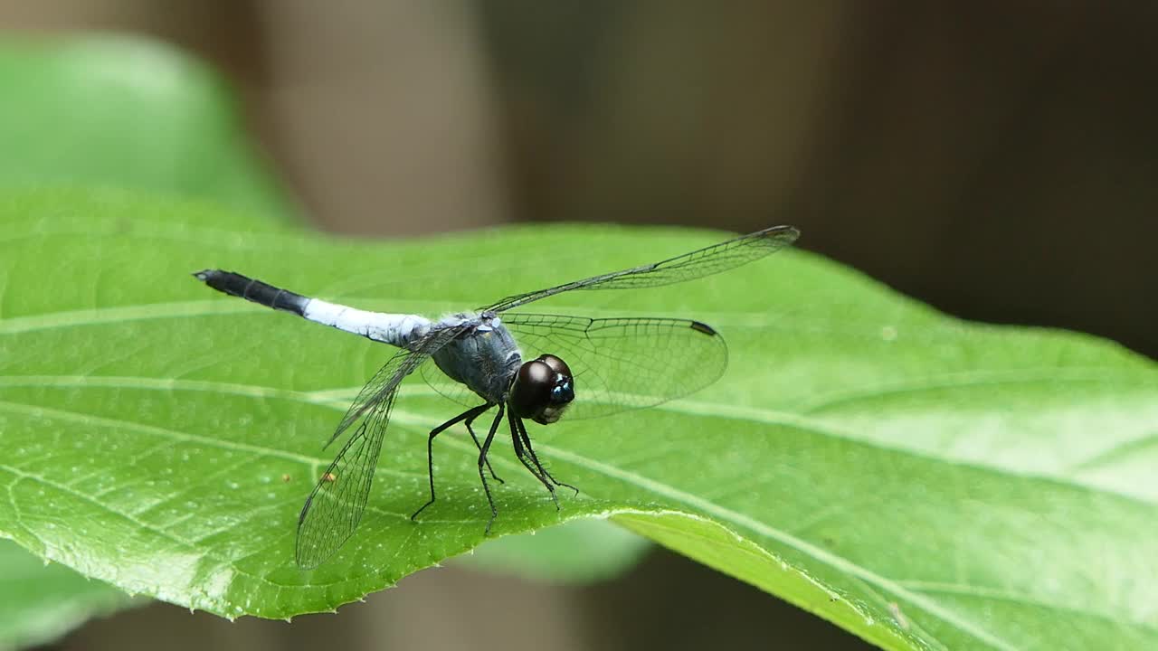 热带雨林中叶上的黑尾蜻蜓。视频下载