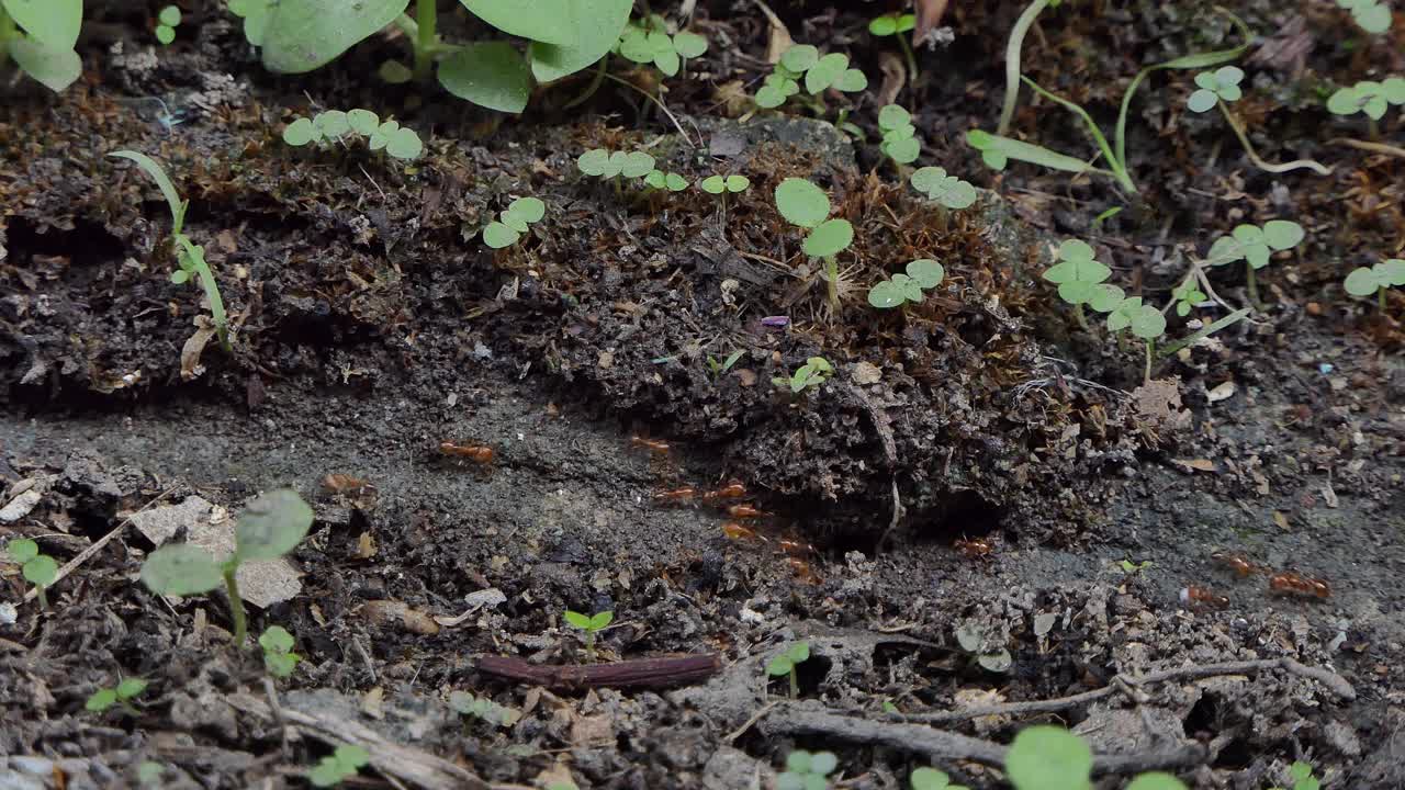 热带雨林中行走的红火蚁。视频下载