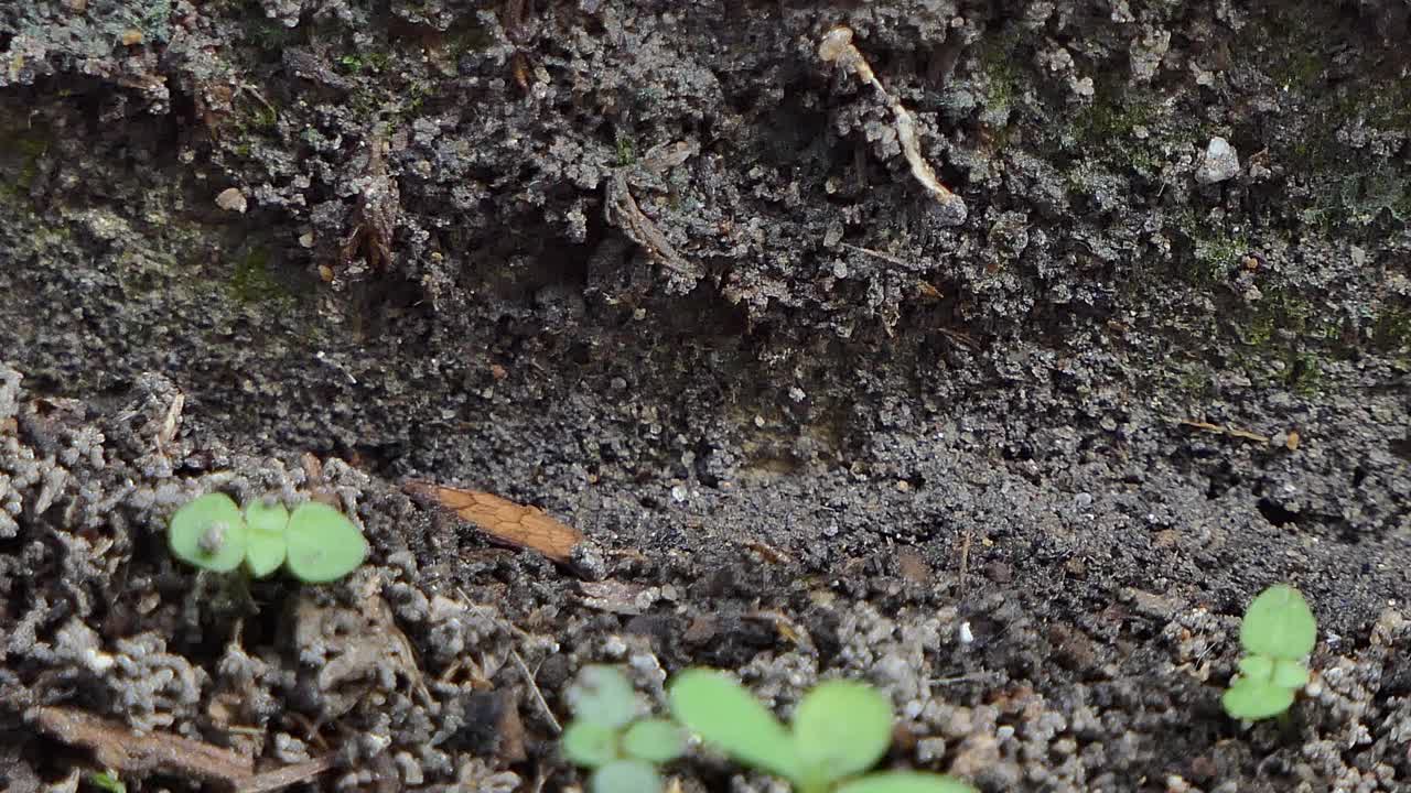 热带雨林中行走的红火蚁。视频下载