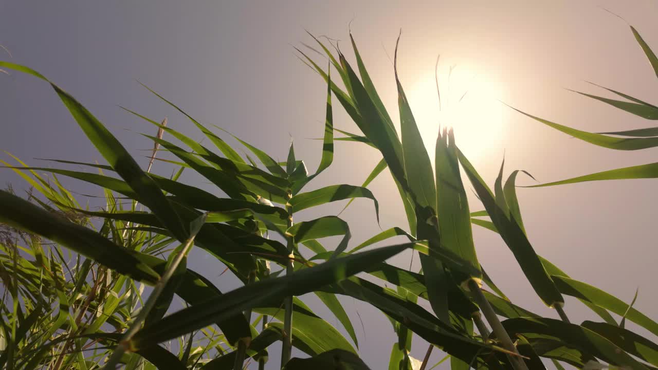 日落时美丽的玉米植株视频素材