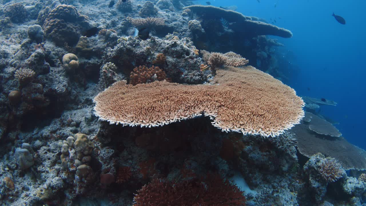 水下景观与珊瑚和鱼在蓝色的海洋。慢动作，在热带海域潜水视频素材