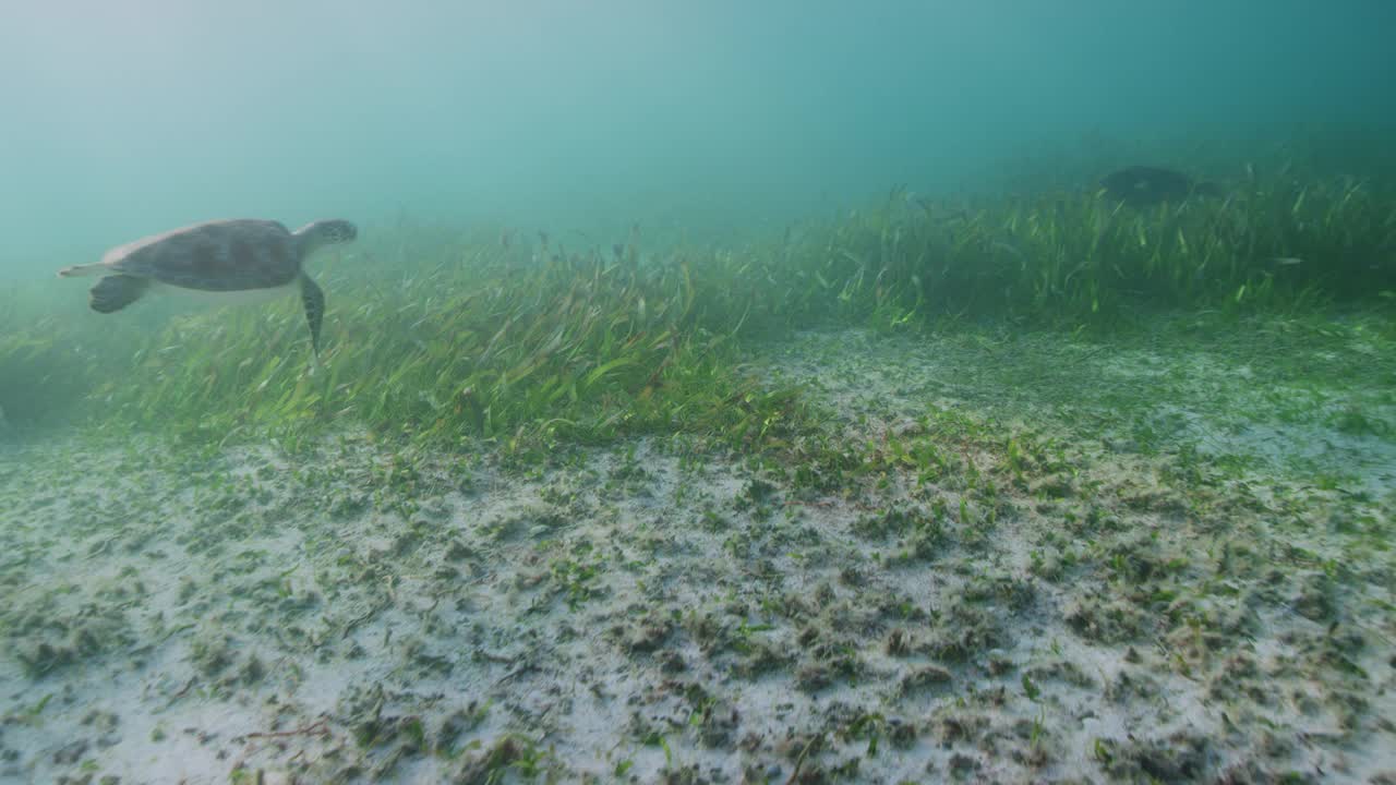 幼海龟视频素材