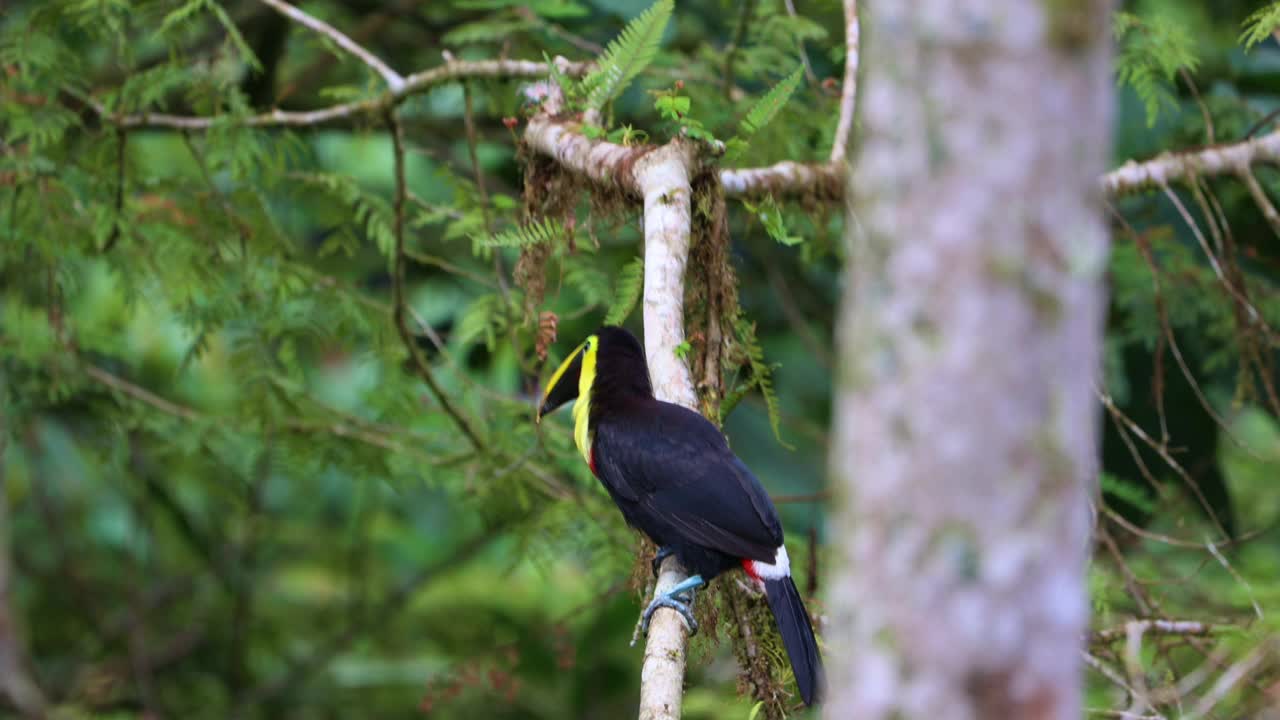 Chocó巨嘴鸟(Ramphastos brevis)栖息在厄瓜多尔Mindo云雾森林的树枝上视频素材