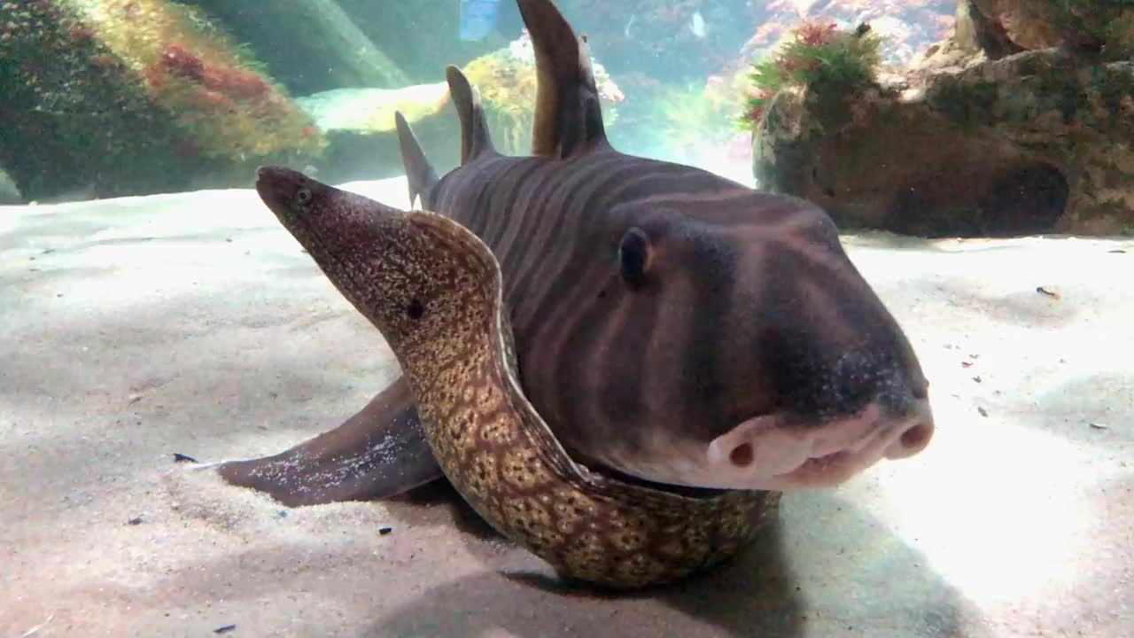 海鳗和鱼在水下的沙底水族馆。海洋水下生物。水族馆里的海洋动物。视频下载