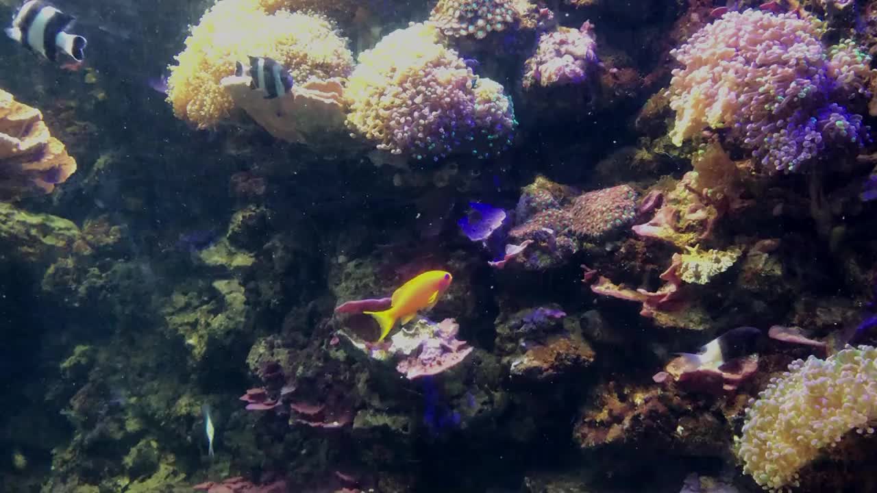 水族馆的背景。五颜六色的海鱼、珊瑚和藻类。海鱼和居民。水族馆玻璃后面的鱼和珊瑚特写。视频下载