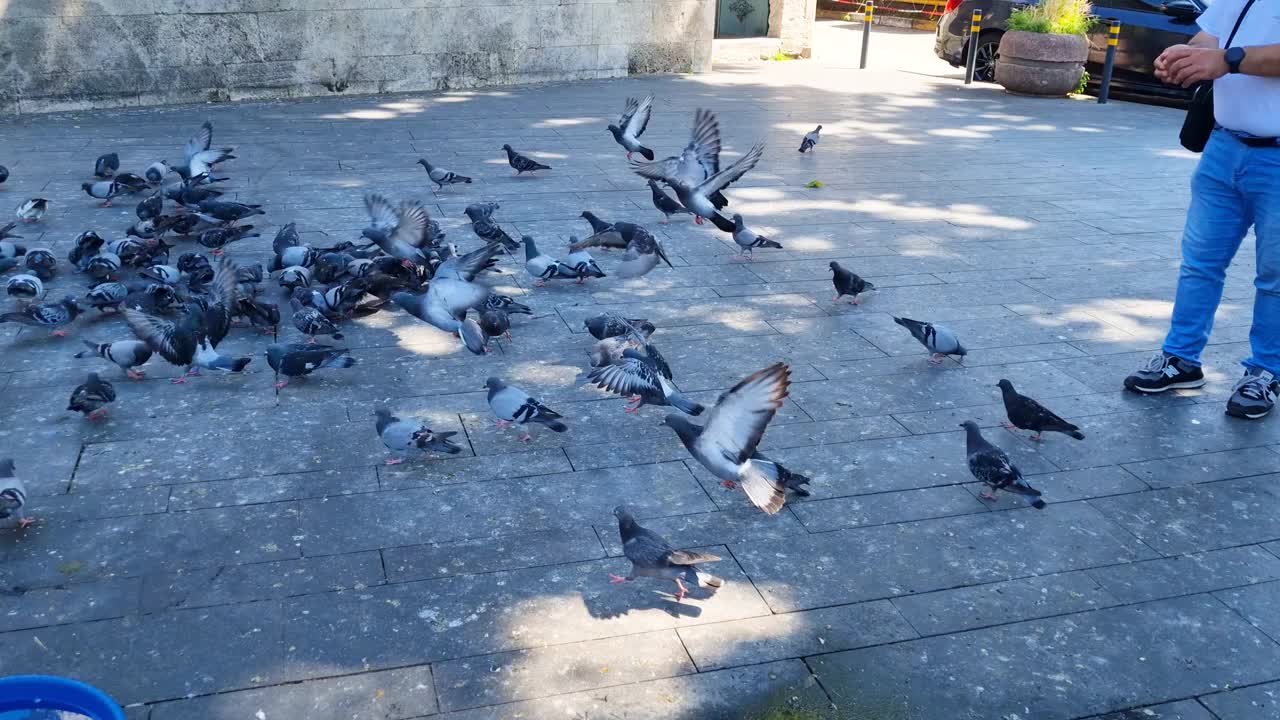 鸽子在街上吃面包视频素材