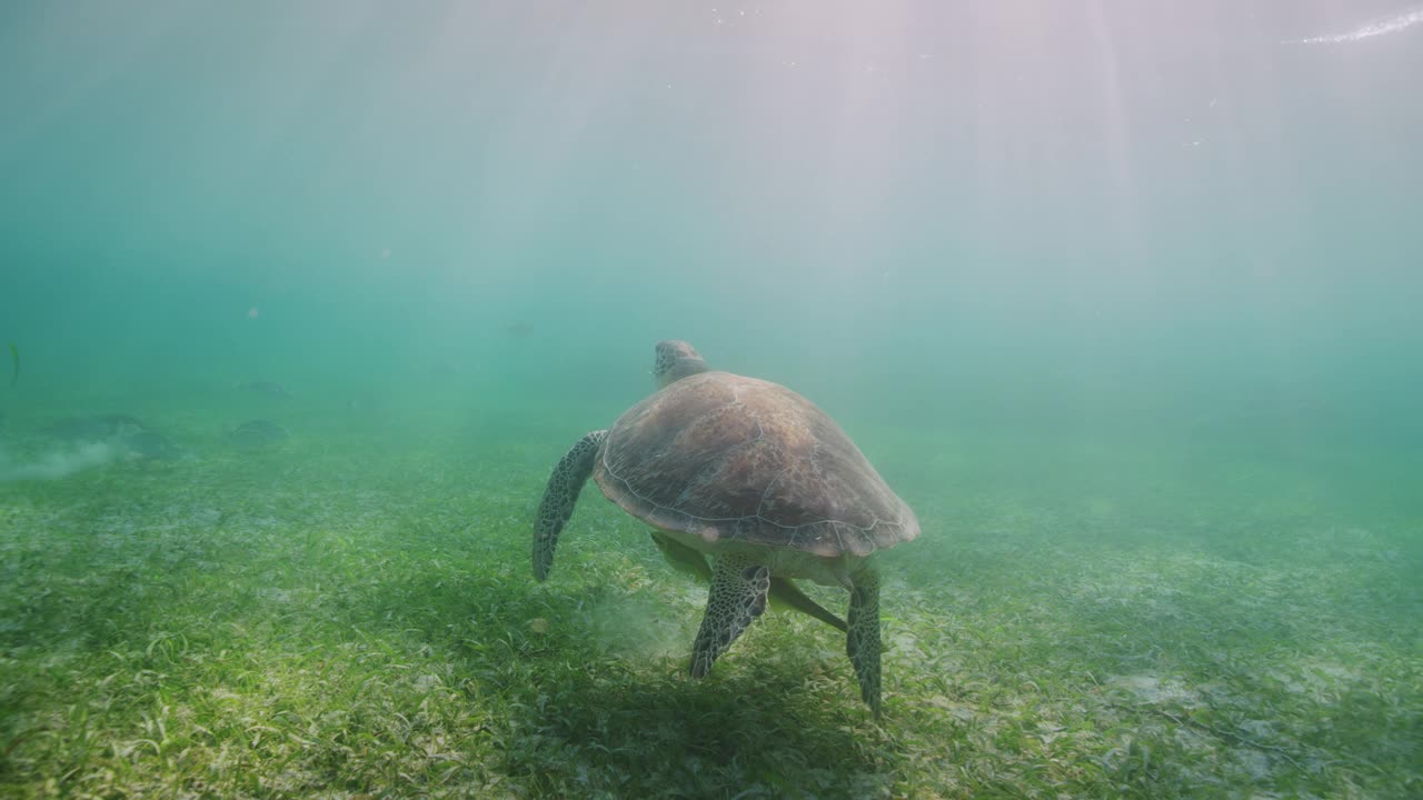 绿海龟视频下载