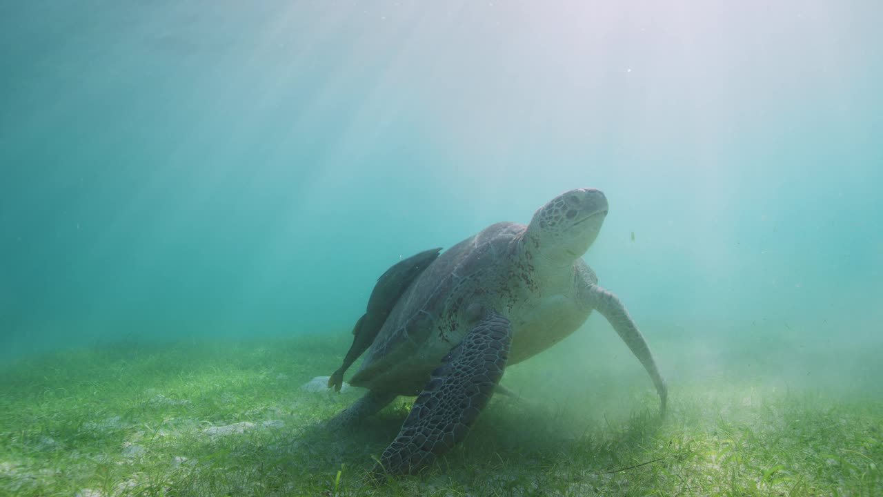 海龟浮出水面呼吸视频素材