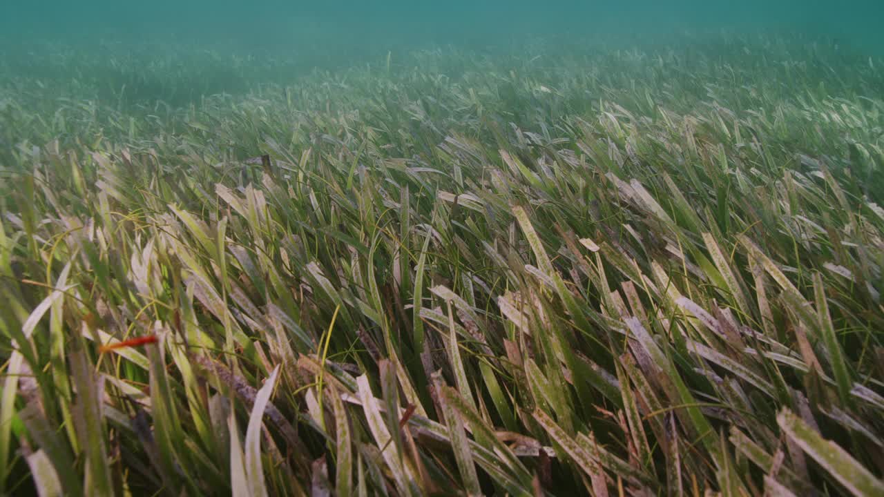 海草床视频素材