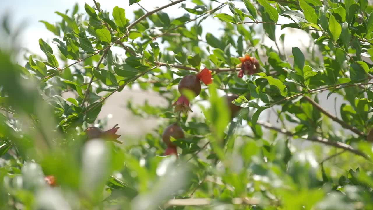 夏日里的石榴兰花视频素材