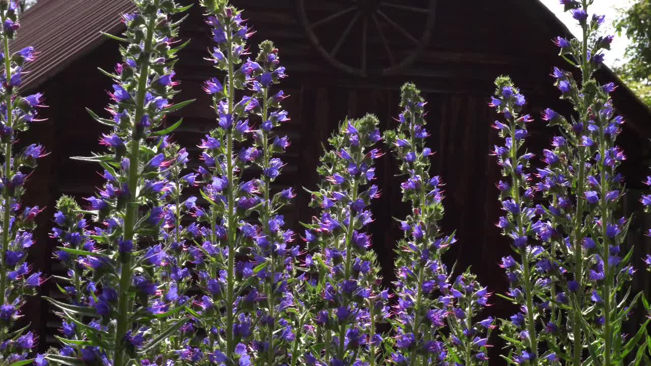 有蜜蜂的蜂蜜植物(echium vulgare)视频下载