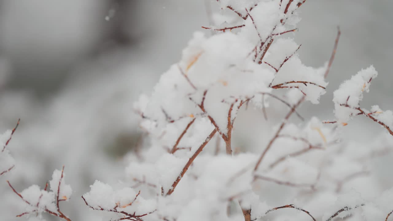 精致的雪花慢慢地落在细细的树枝上。这个宁静而精致的场景捕捉到了森林中冬天来临的宁静之美。视频素材