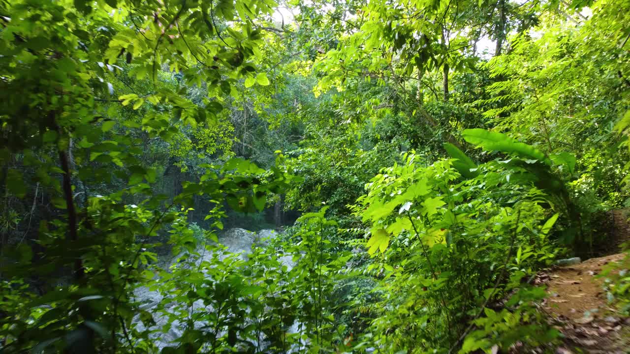 飞越茂密的森林，露出岩石上流动的溪流视频素材