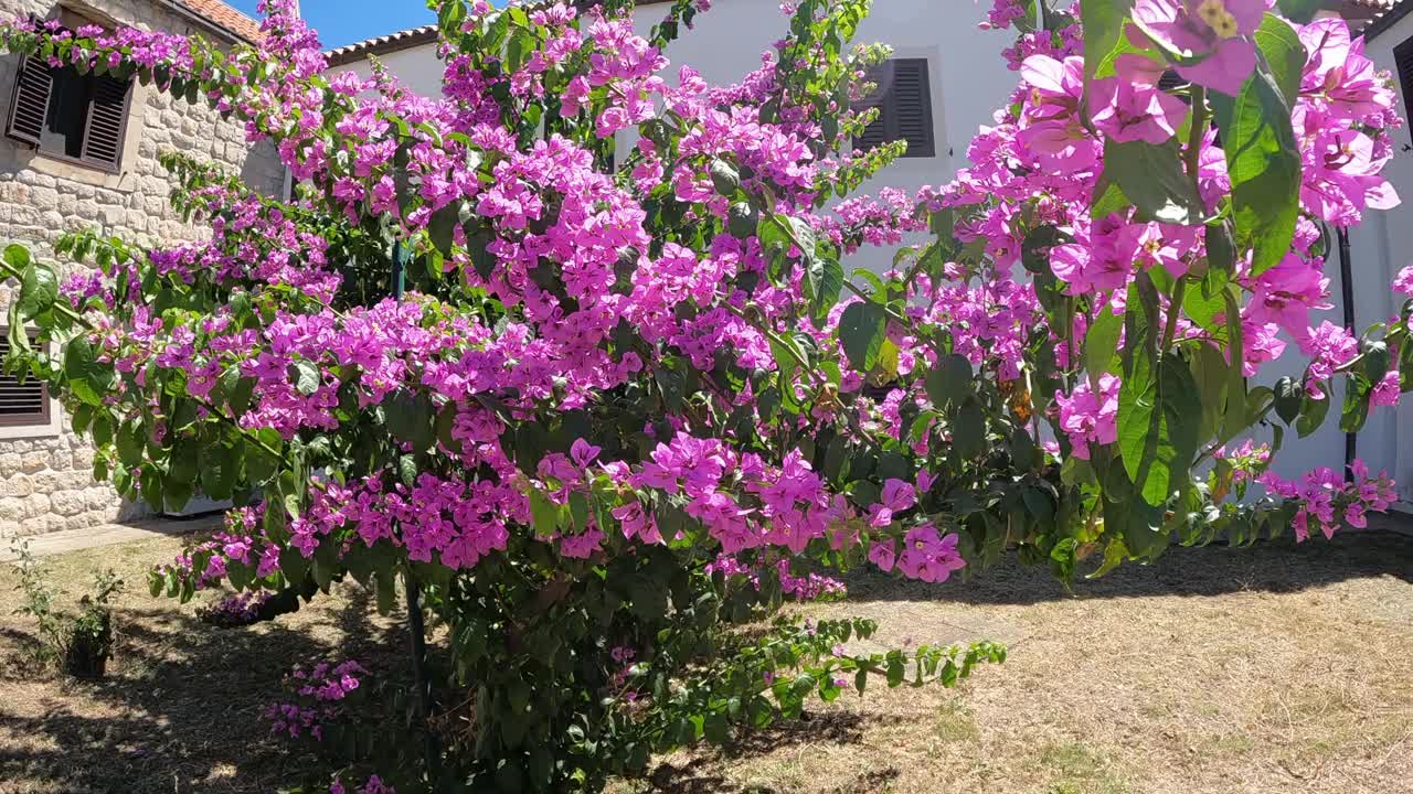 花园里盛开的花树视频下载