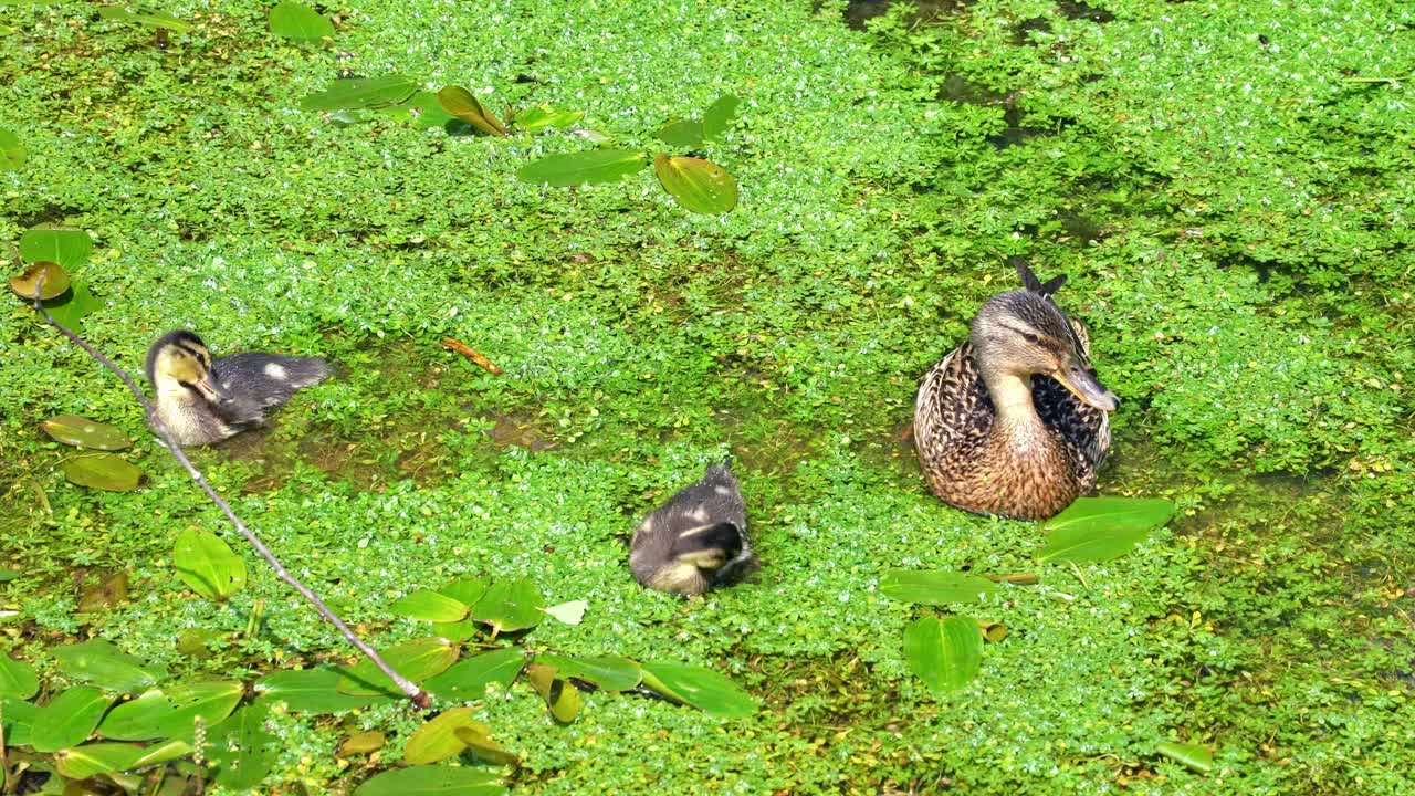鸭妈妈带着她的小鸭们穿过一个长满绿藻的池塘。一群鸭子在它们的自然栖息地一起探索视频下载