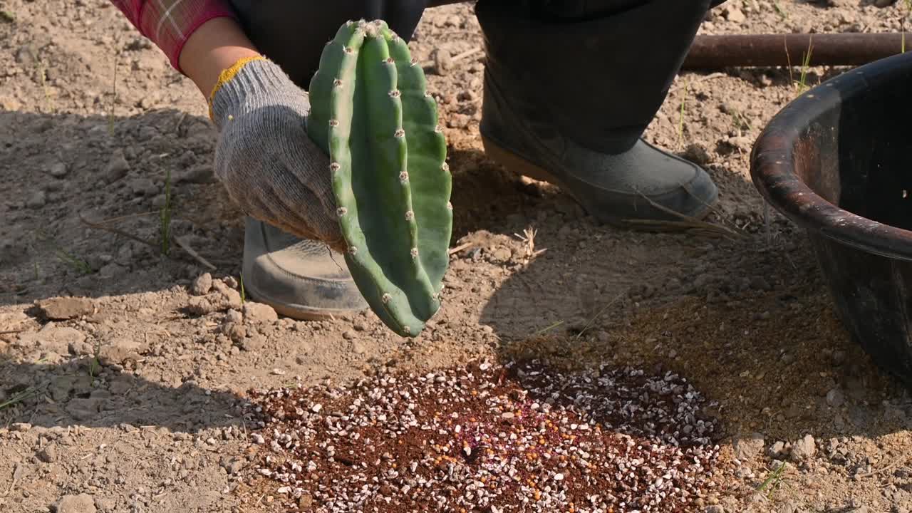 农民在地里种植仙人掌的画面。视频素材