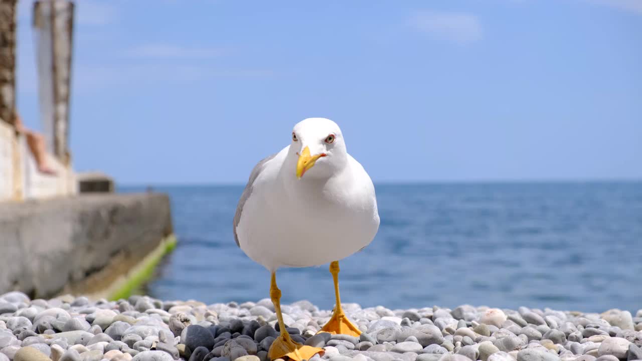 一只海鸥沿着海滩奔跑(特写)。视频素材