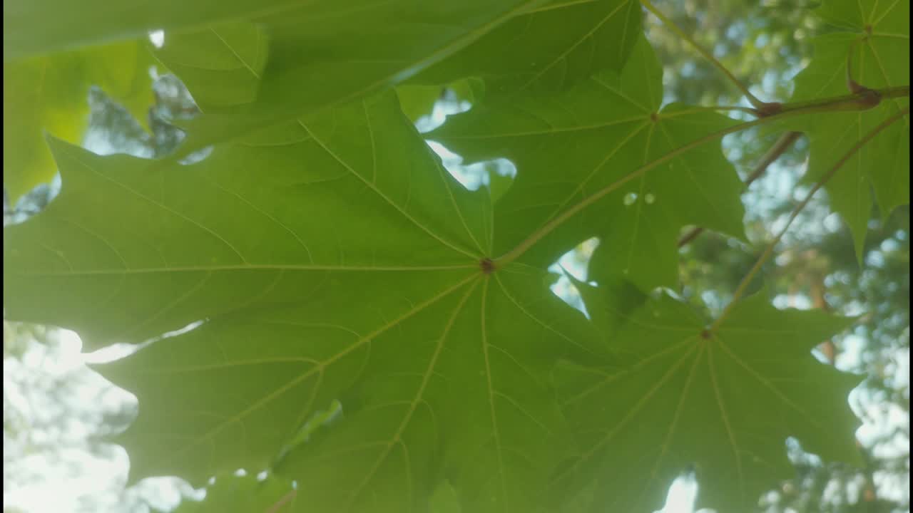 绿枫叶在风中摇曳视频素材