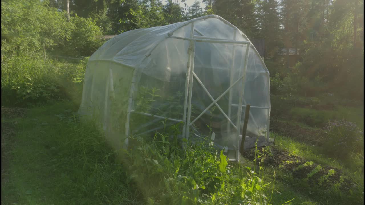 在一个阳光明媚的夏日，温室里的植物视频下载