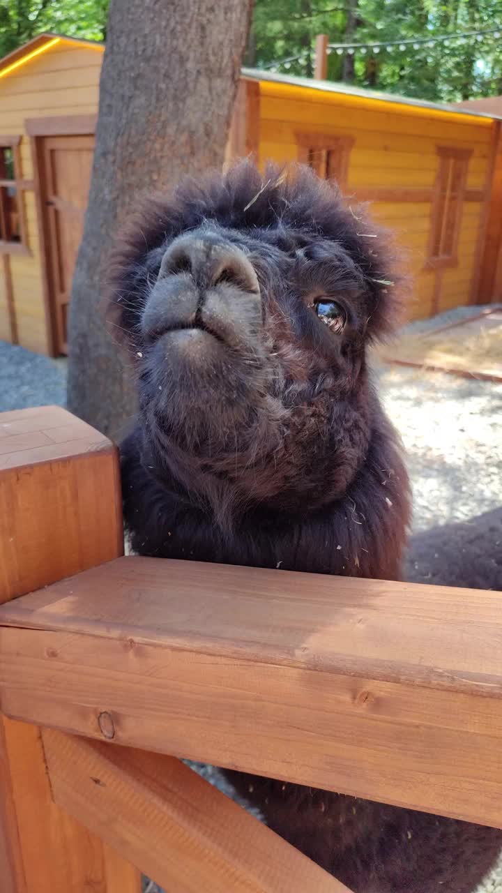 羊驼视频下载