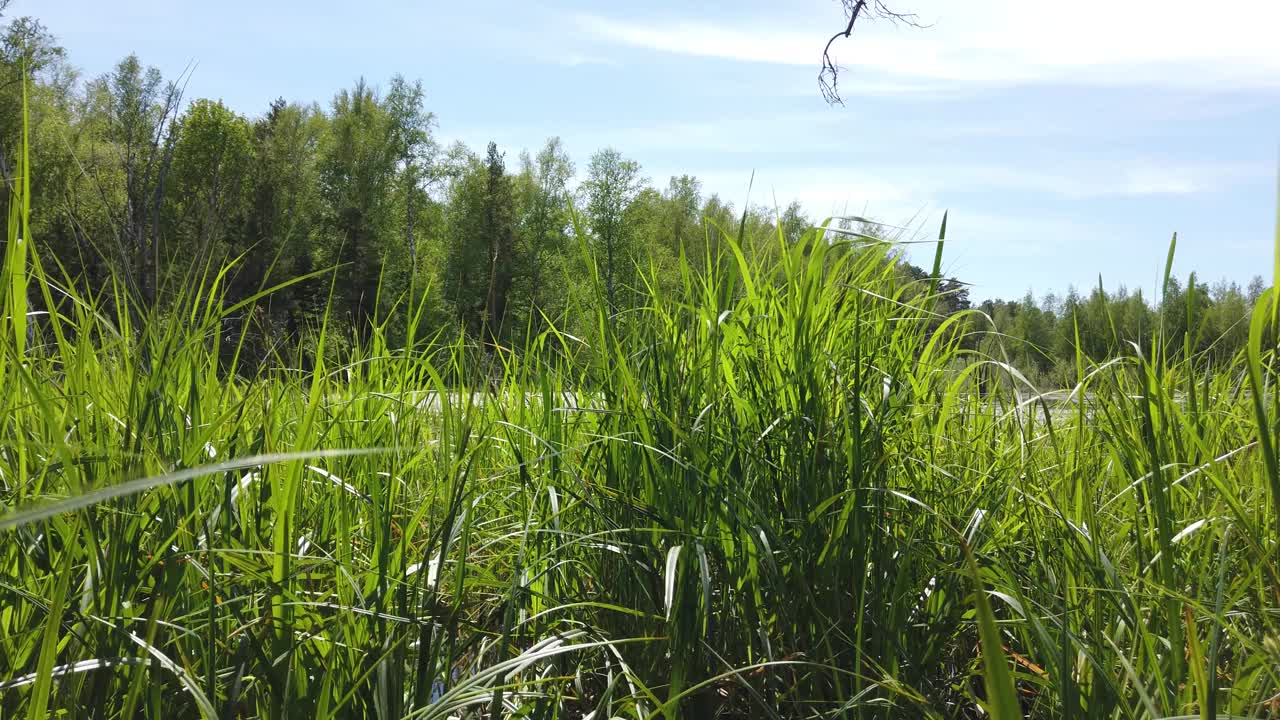 森林湖沼泽岸边茂盛的草地视频下载