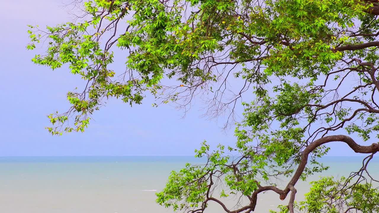 海和树与明亮的天空背景。视频下载