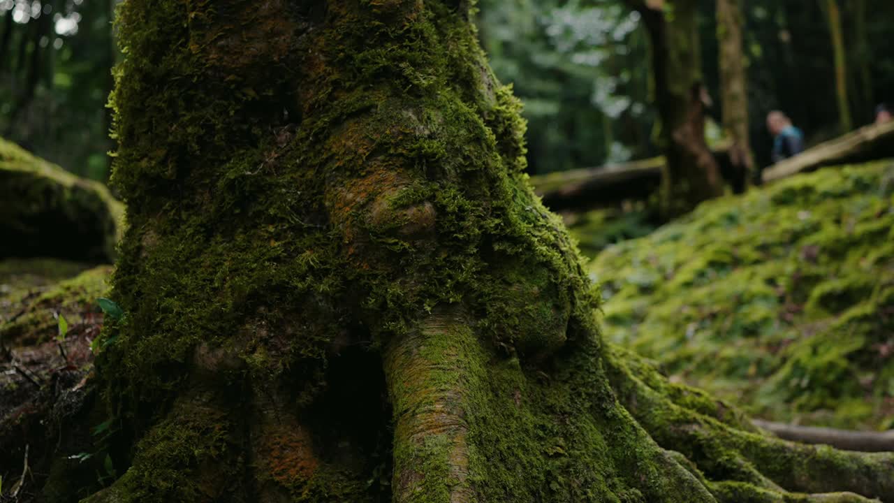 人们在长满苔藓的森林里徒步旅行，前景中有一棵大树干视频素材