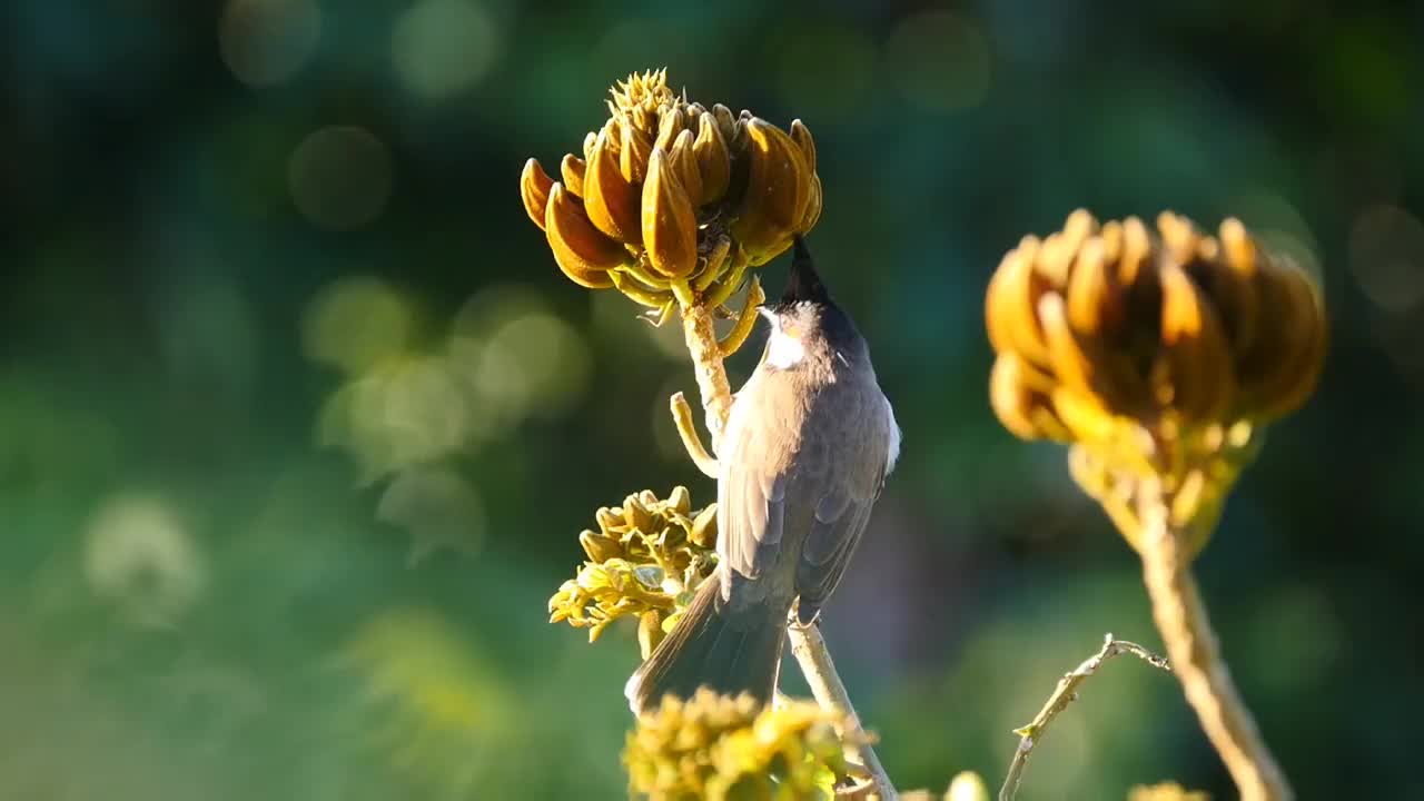 毛里求斯的风景:红须bulbulbird正在吃非洲郁金香树上的苍蝇和虫子视频素材