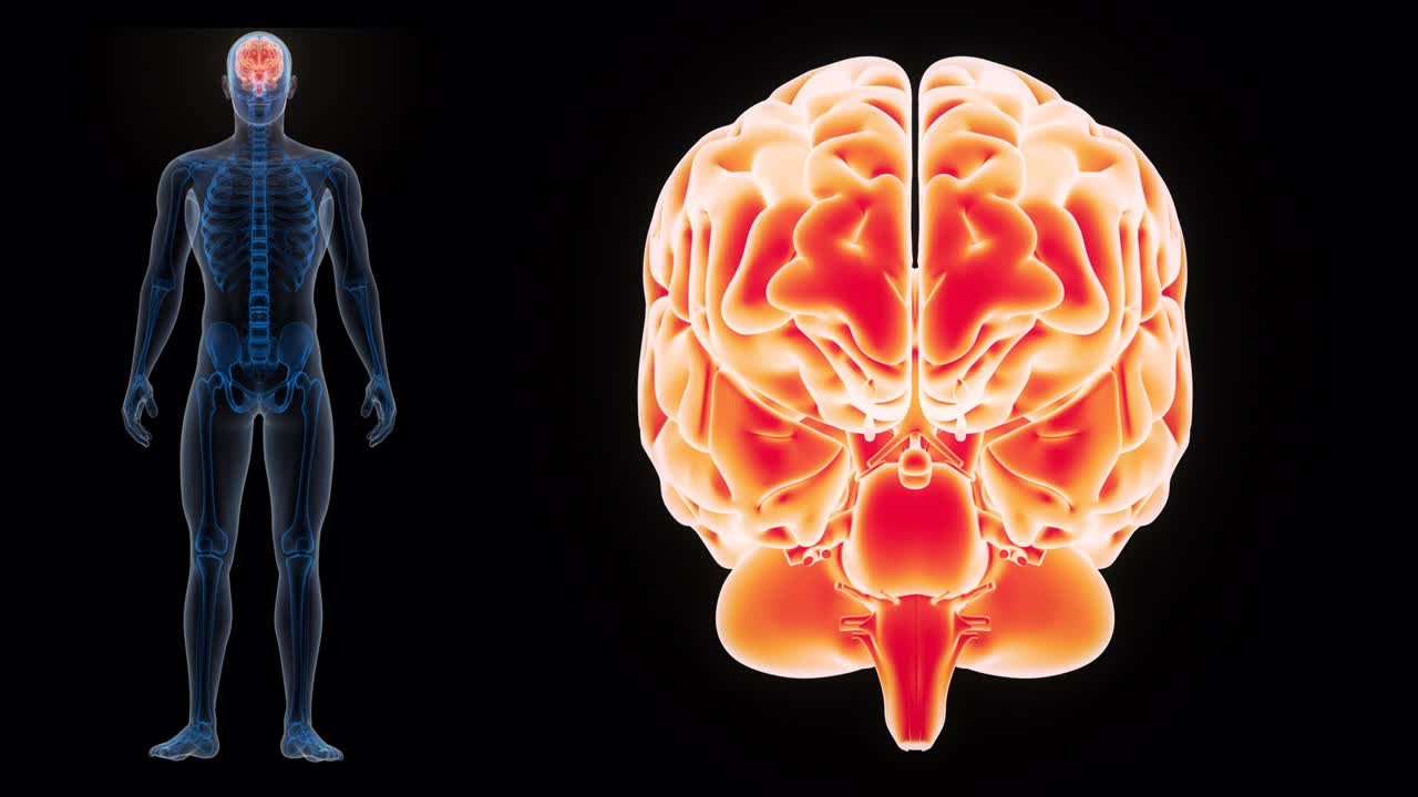 人体神经系统中枢器官脑解剖动画概念视频素材