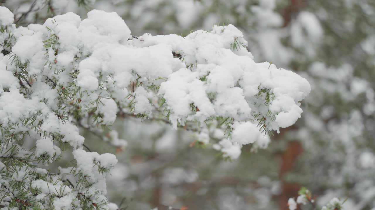 挪威森林中覆盖着新雪的松树树枝，在冬天的背景下，展示了积雪针的复杂细节。视频素材