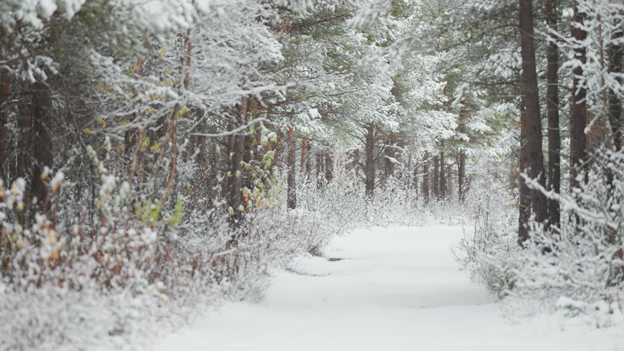 第一场小雪慢慢飘落到松林里，给松树和地面盖上了一层薄薄的雪。慢动作视差镜头。视频素材