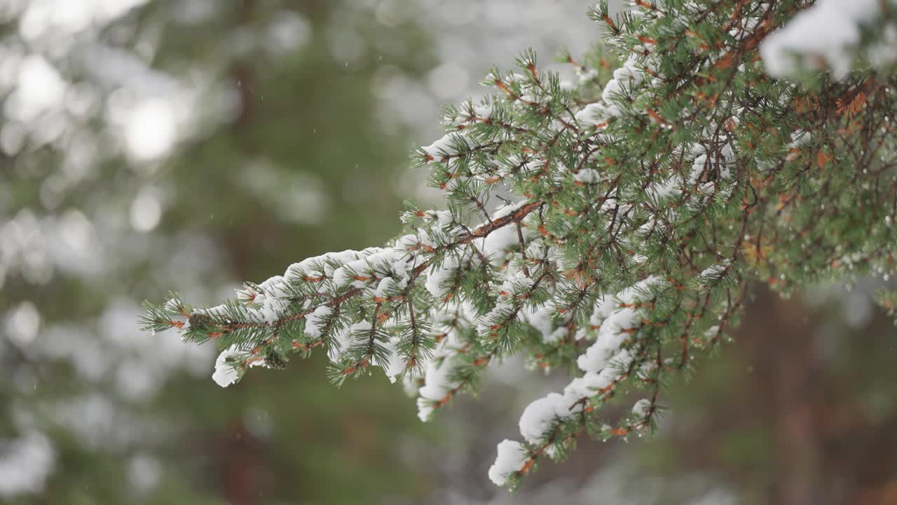 雪花轻轻地落在松树的树枝上，覆盖着绿色的针叶。在初冬来临之际，细密的降雪更增添了森林的宁静之美。视频素材