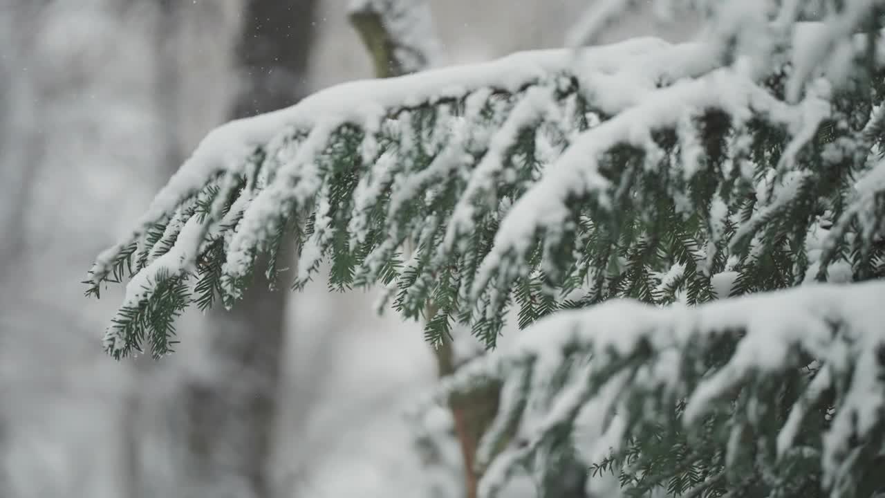 柔软的松针上覆盖着新鲜的雪花，营造出一种宁静的冬日景象。慢动作视差视频捕捉到了微妙的美丽与宁静。视频素材