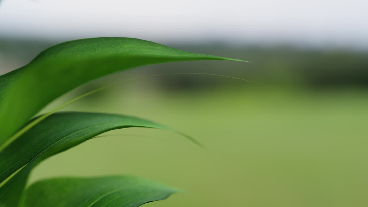 绿色植物的叶子在风中飘扬。植物叶子的特写。绿色叶子背景与复制空间。在3d中关注绿叶视频下载