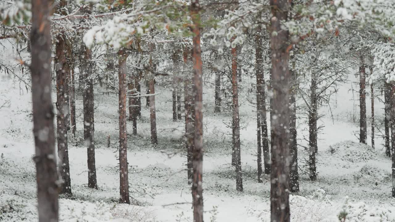 宁静的冬季景色——第一场雪覆盖了松林，一切都被新雪覆盖。慢动作视差视频。视频素材