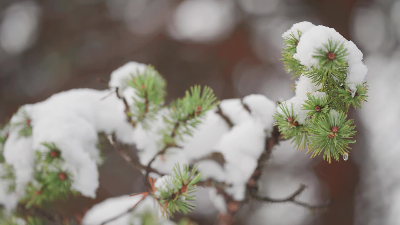 轻柔的松针上缀着新鲜的雪花，一派宁静祥和的冬日景象。慢动作视差视频。视频素材