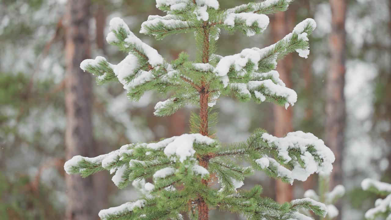 在挪威的森林里，一棵年轻的松树被新雪覆盖着，在冬日的景色中显得格外显眼。视差视频。视频素材