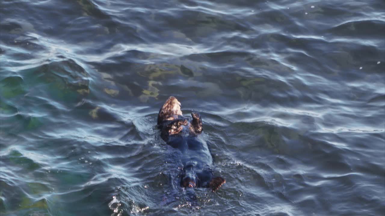 海獭在海里游泳视频下载