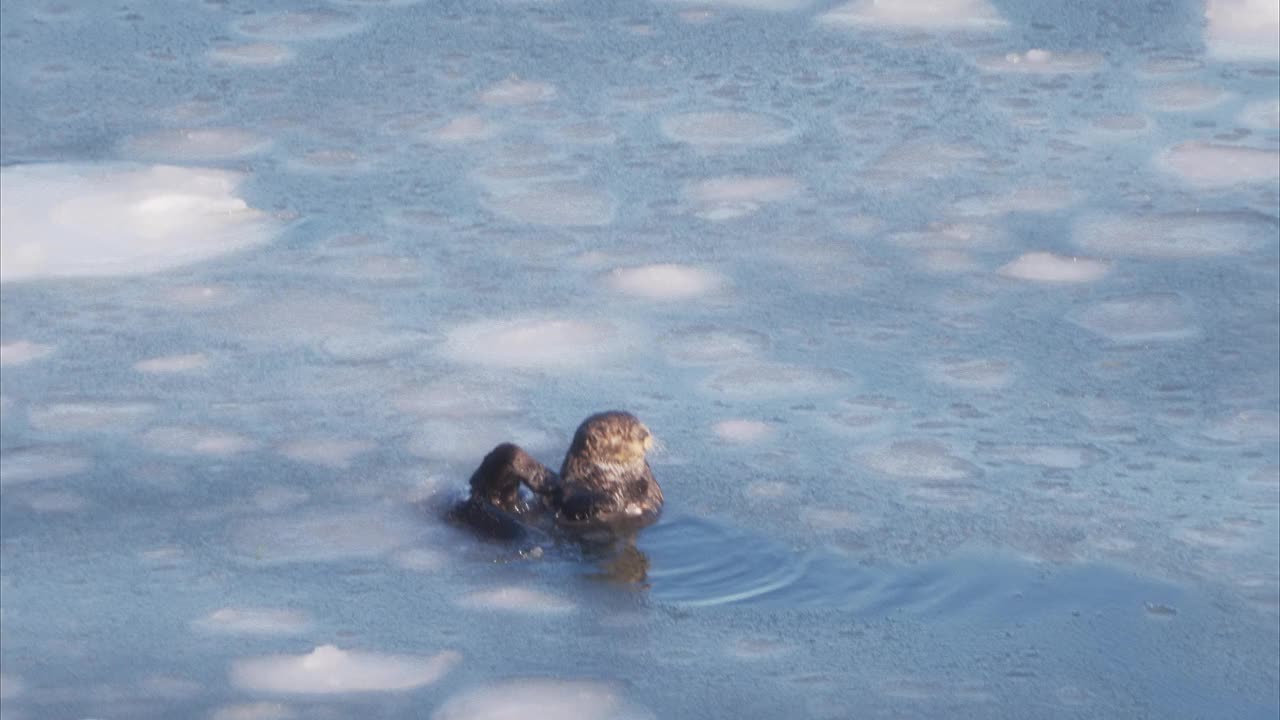 海獭在海里游泳视频下载