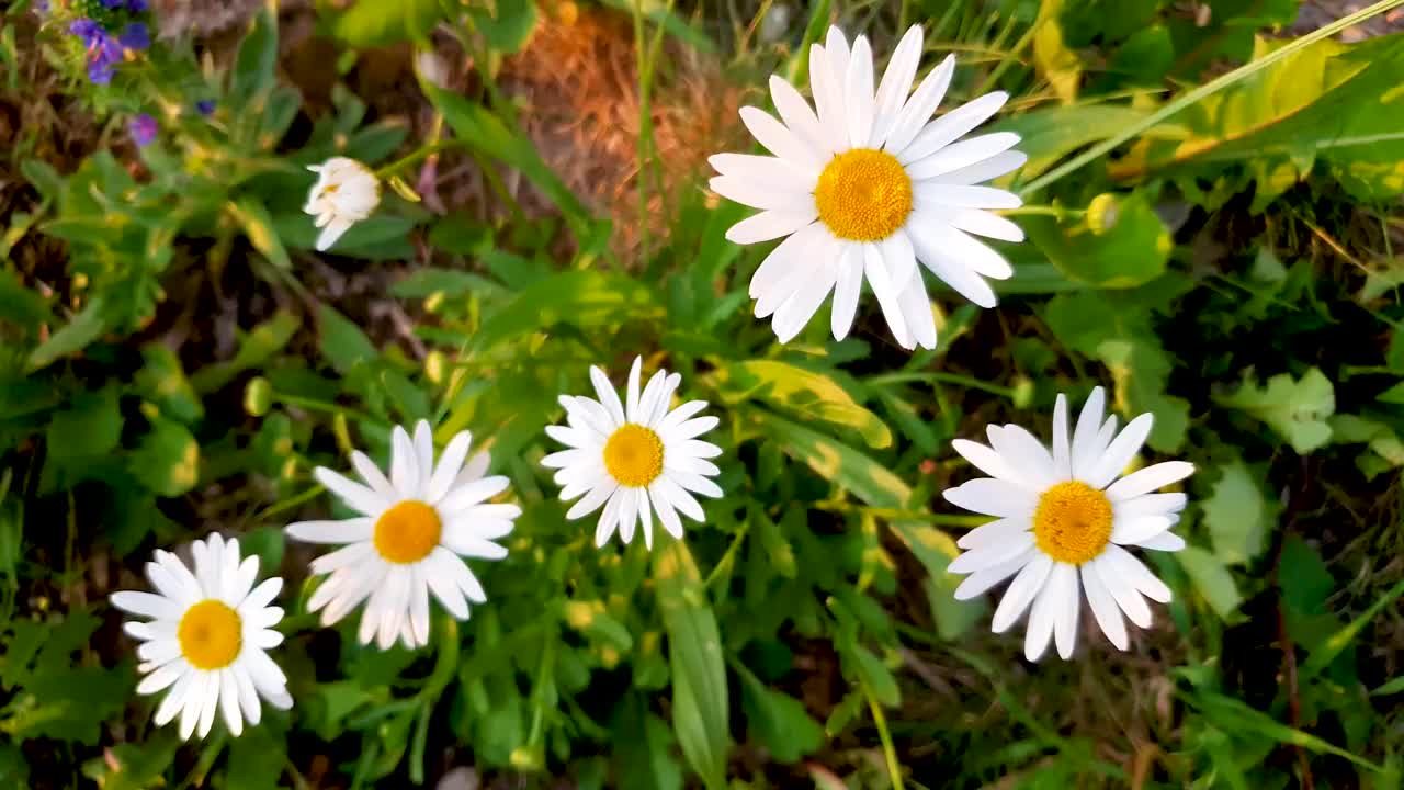 田野里的雏菊特写。夏天洋甘菊开在草地中间视频素材