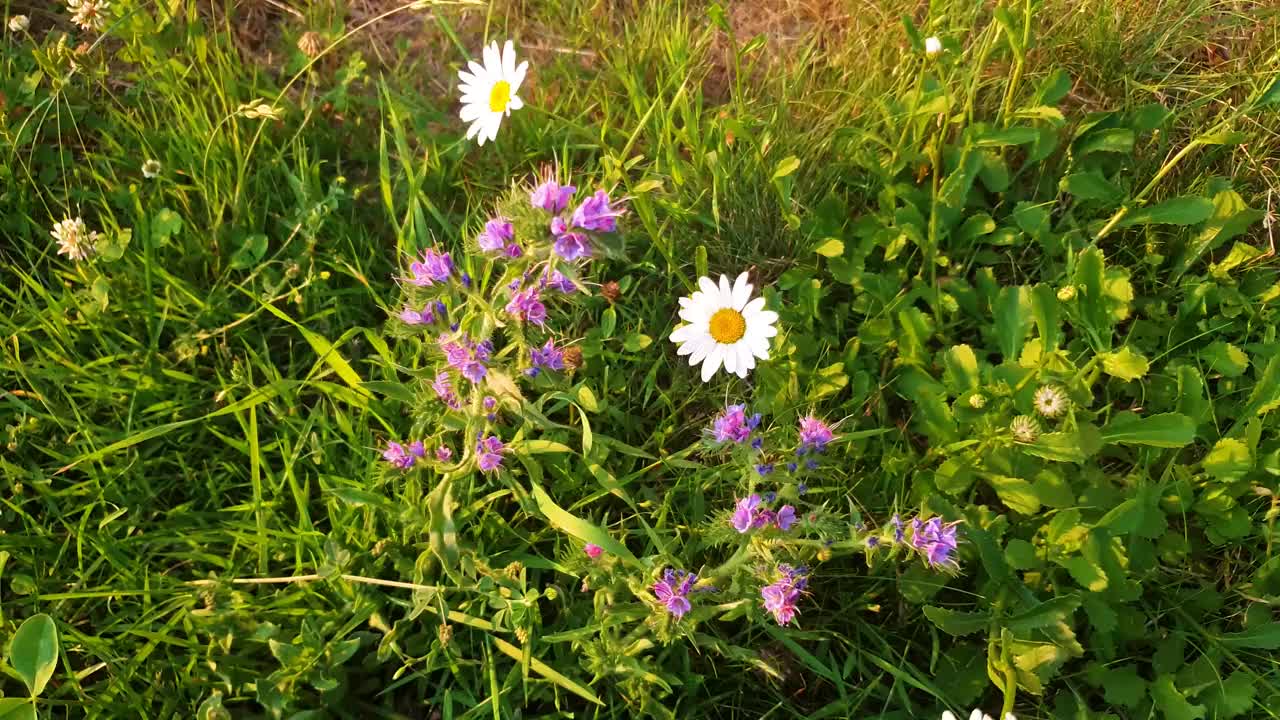 田野里的雏菊特写。夏天洋甘菊开在草地中间视频素材