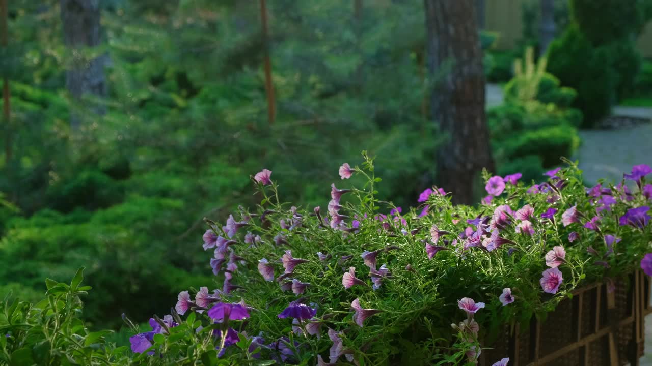 在家室外用喷壶给矮牵牛花浇水。新鲜的彩色佩妮。春园艺视频素材