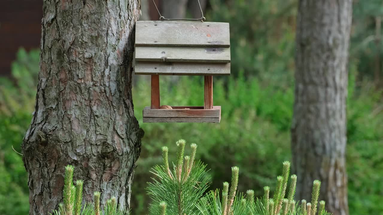 在宁静的松林里，蓝色山雀正在吃喂食器。野生大山雀视频下载